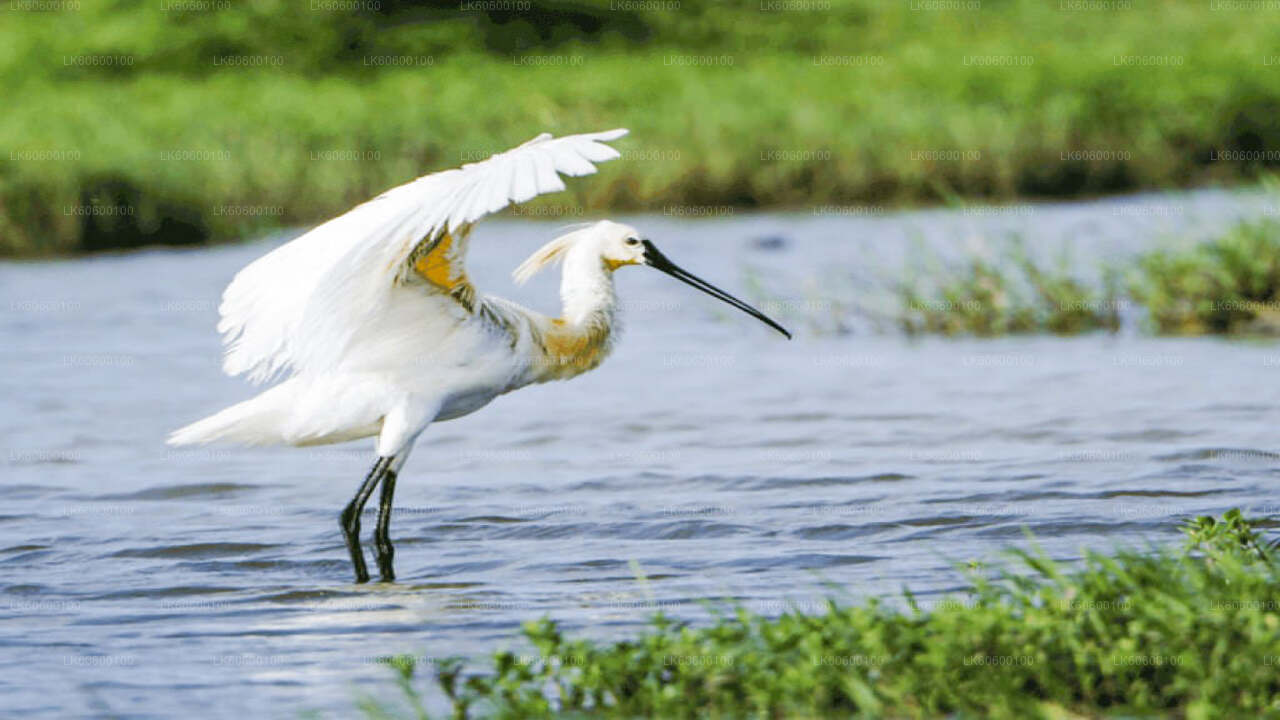 Nilagama Village Tour