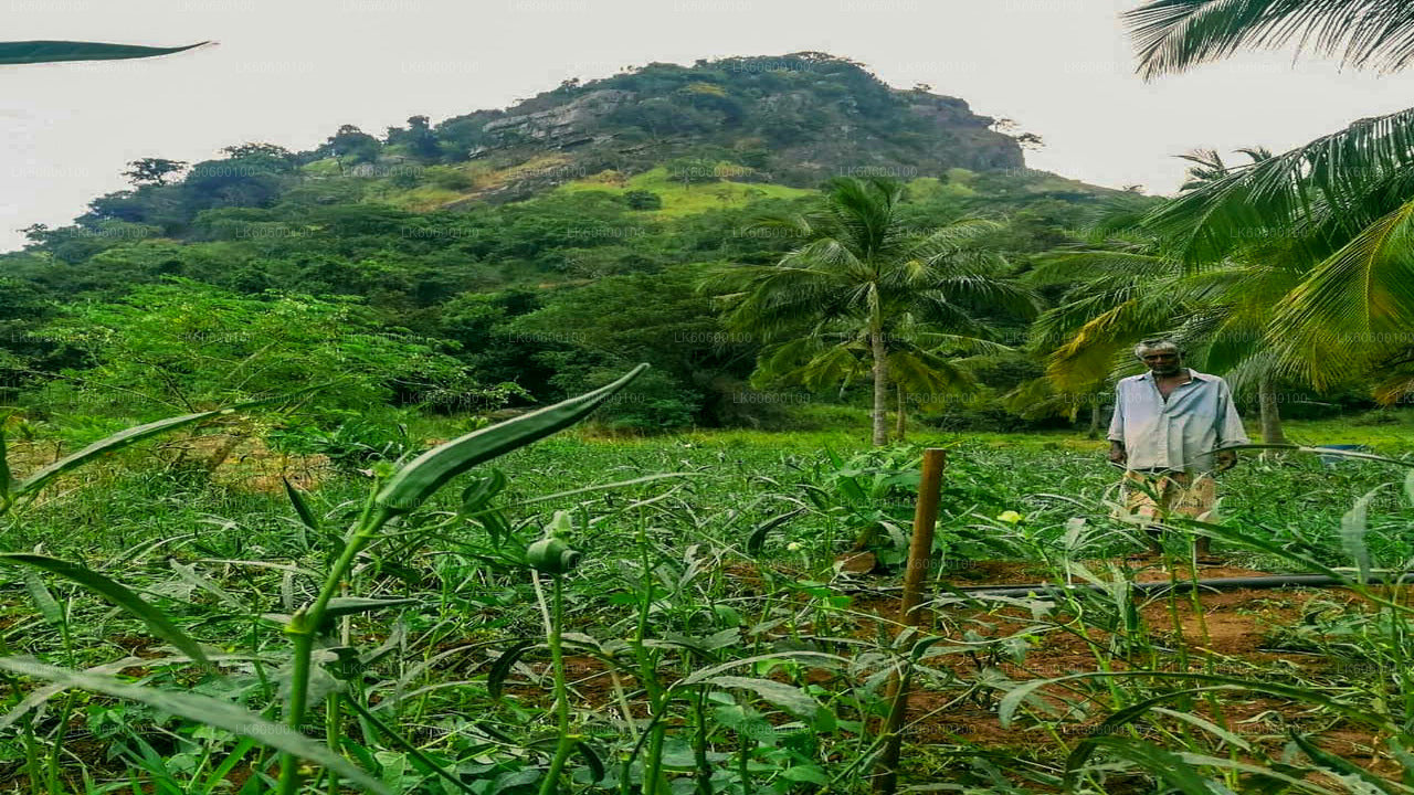 Nilagama Village Tour