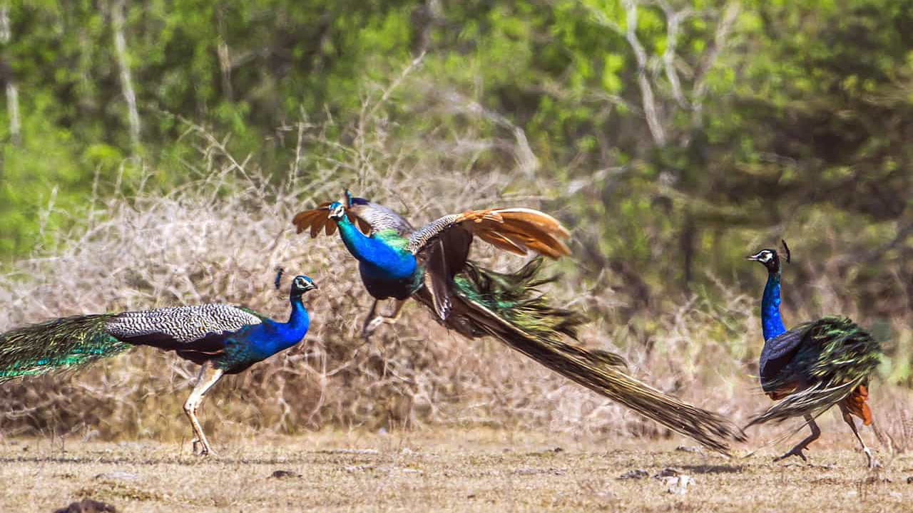 卢努加姆维赫拉国家公园门票