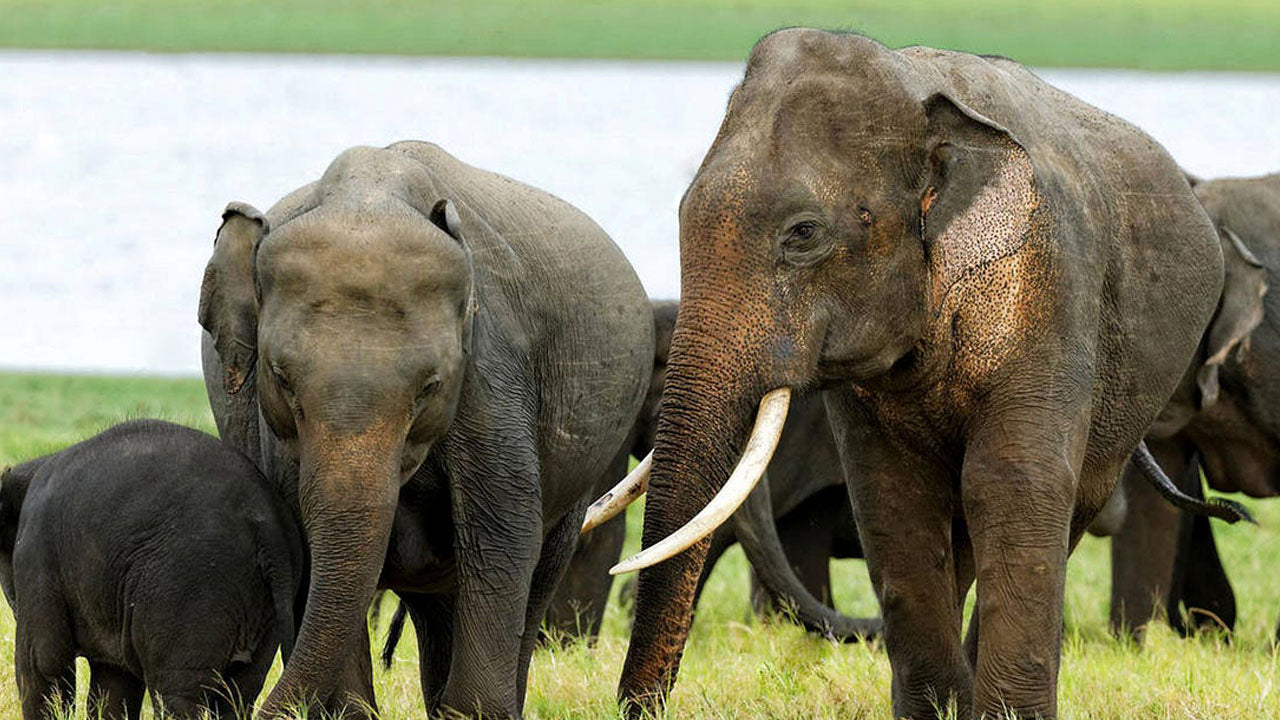 卡拉瓦威国家公园门票