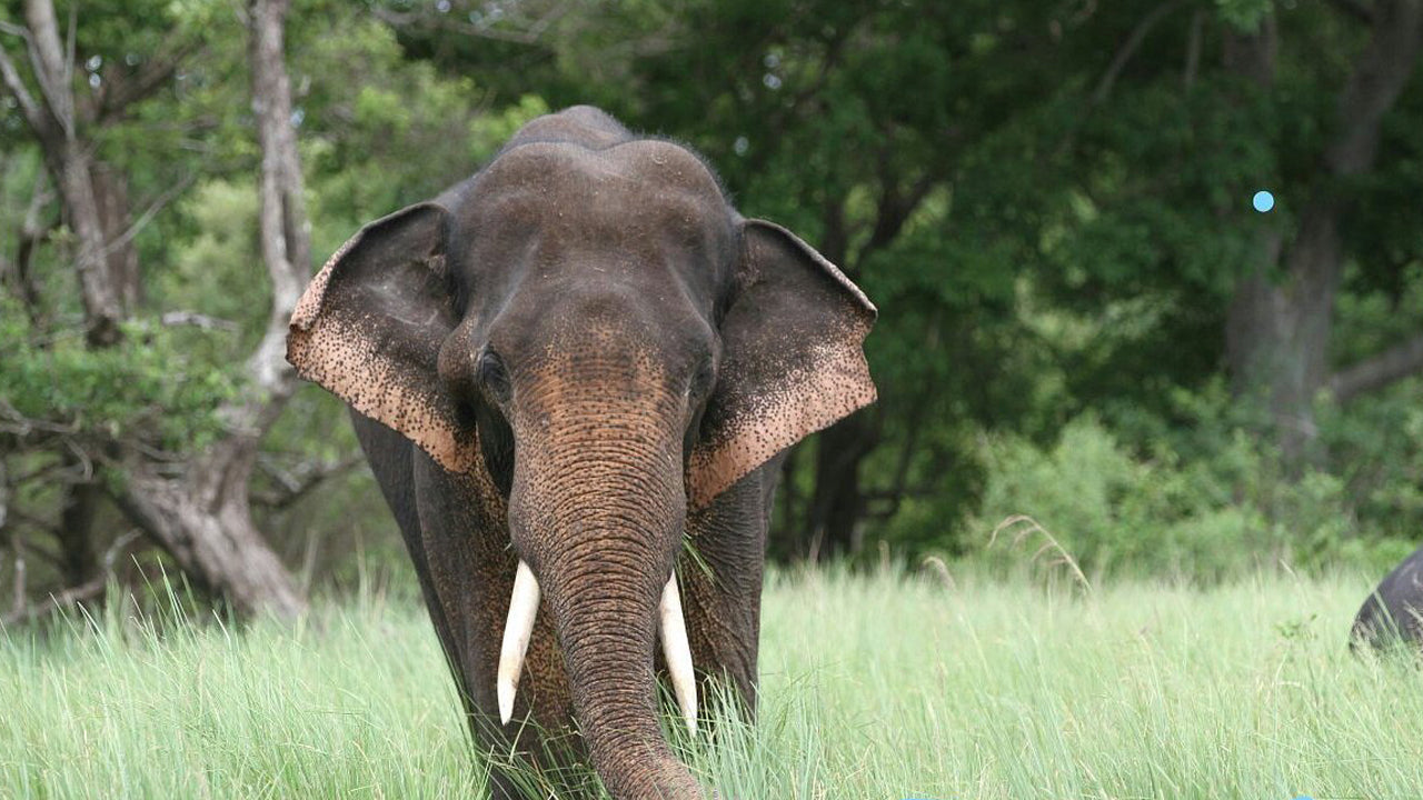 卡拉瓦威国家公园门票