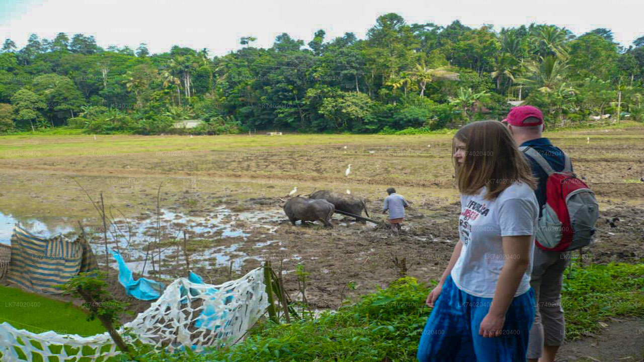 从康提出发的乡村徒步旅行