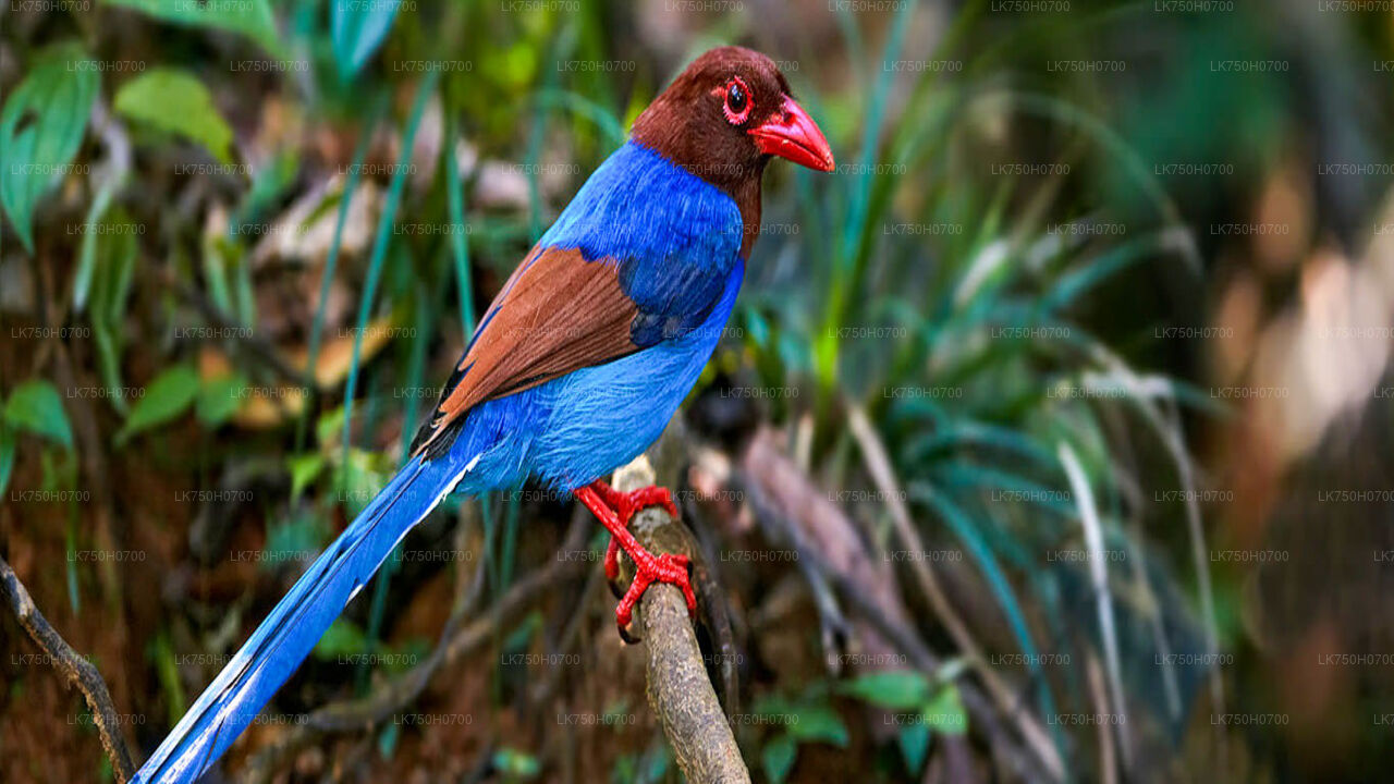 Birdwatching at Anawilundawa Sanctuary from Colombo