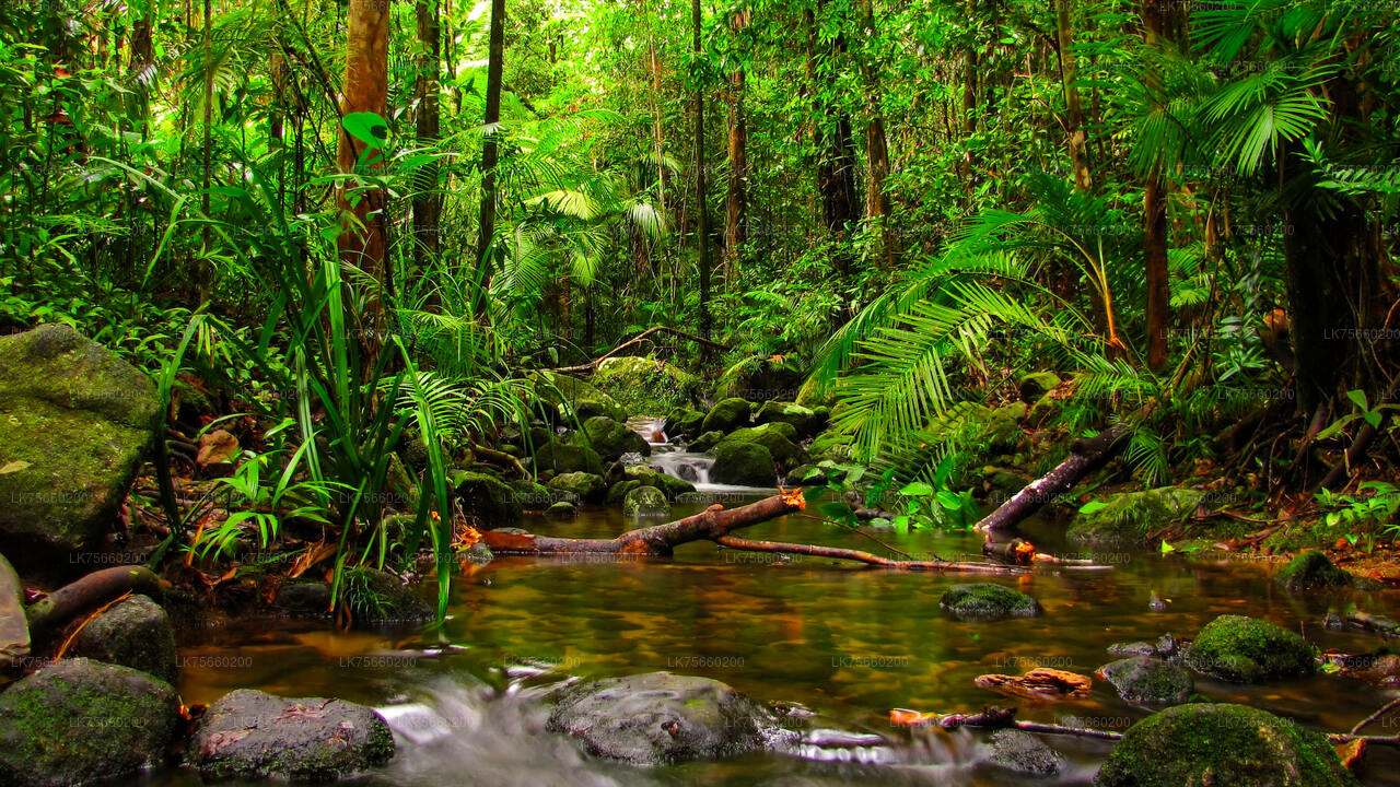 从拉维尼亚山出发，在 Muthurajawela 沼泽观鸟