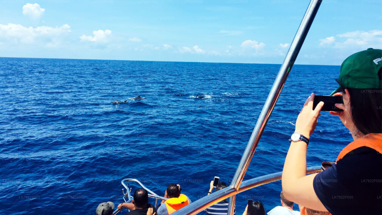 从亭可马里出发，乘坐 Ceycat 号游轮享受 2 晚游轮假期