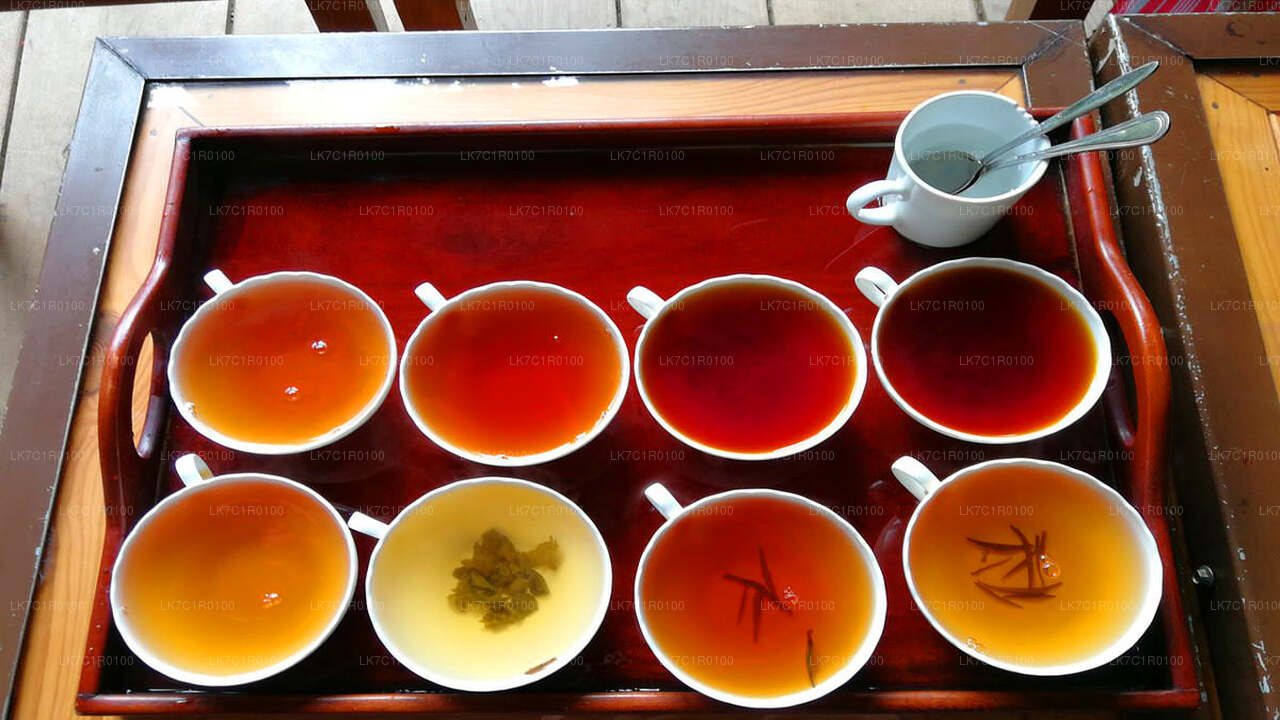 努瓦拉埃利亚的锡兰茶品鉴会