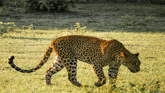 A leopard walking in the grassy terrain of Yala National Park.