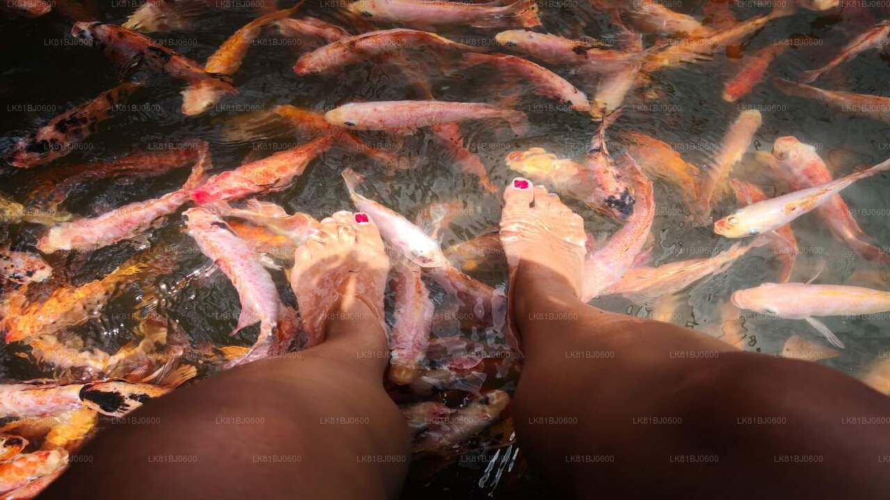 从科伦坡港出发的本托塔城市之旅