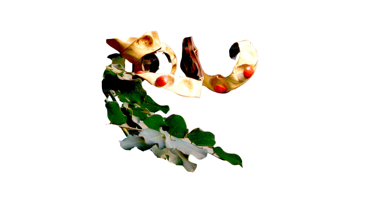 Lakpura Madatiya 种子（红色种子，装饰种子）250 粒种子