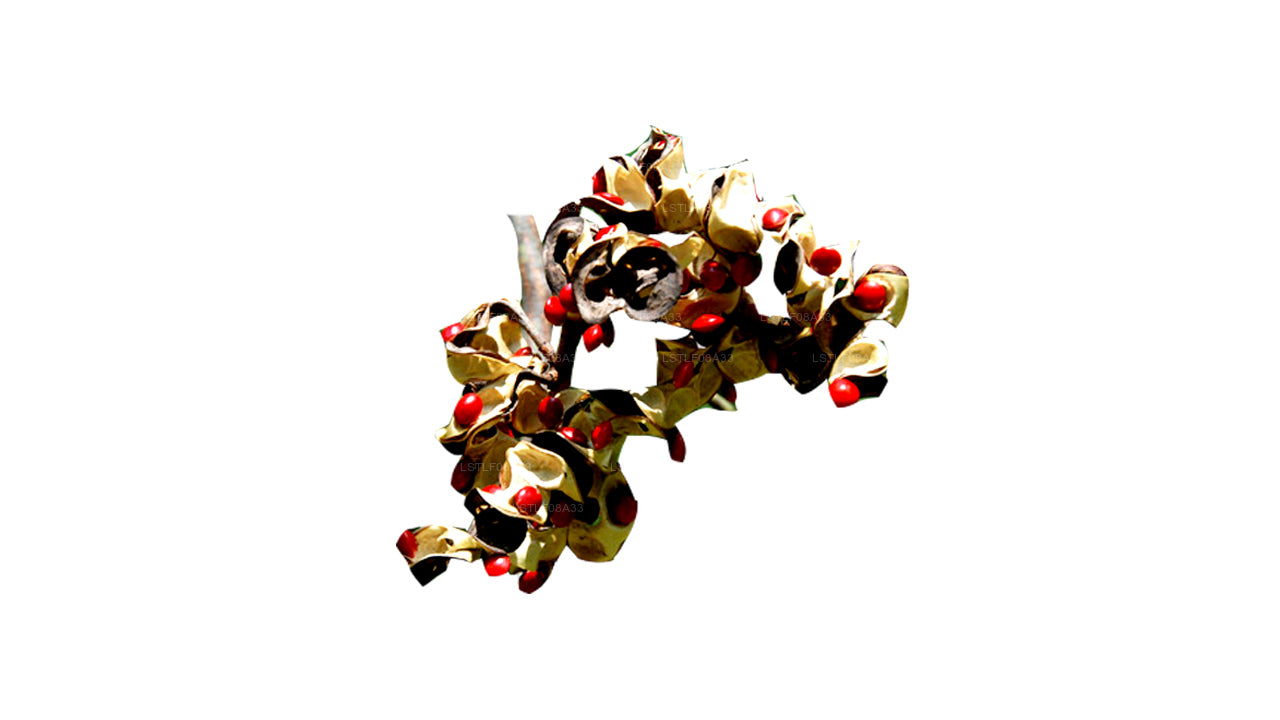 Lakpura Madatiya 种子（红色种子，装饰种子）250 粒种子