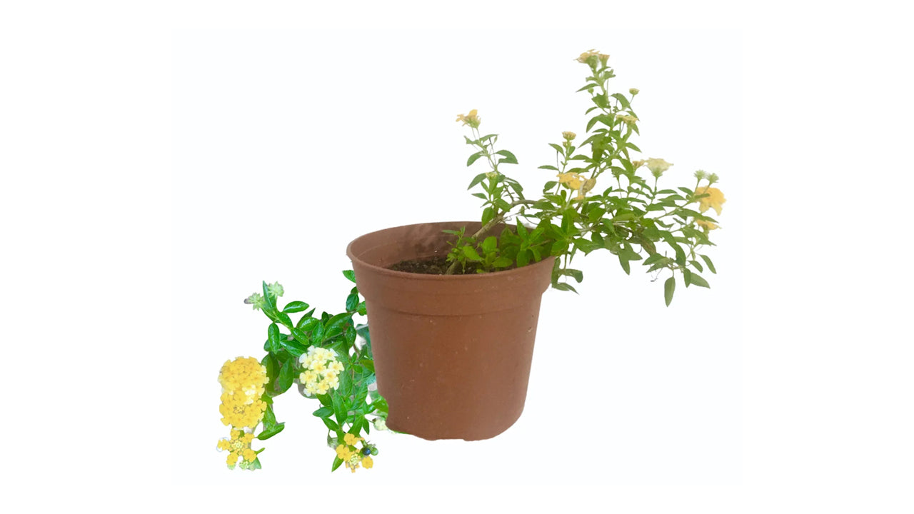 Lakpura Lantana Plant