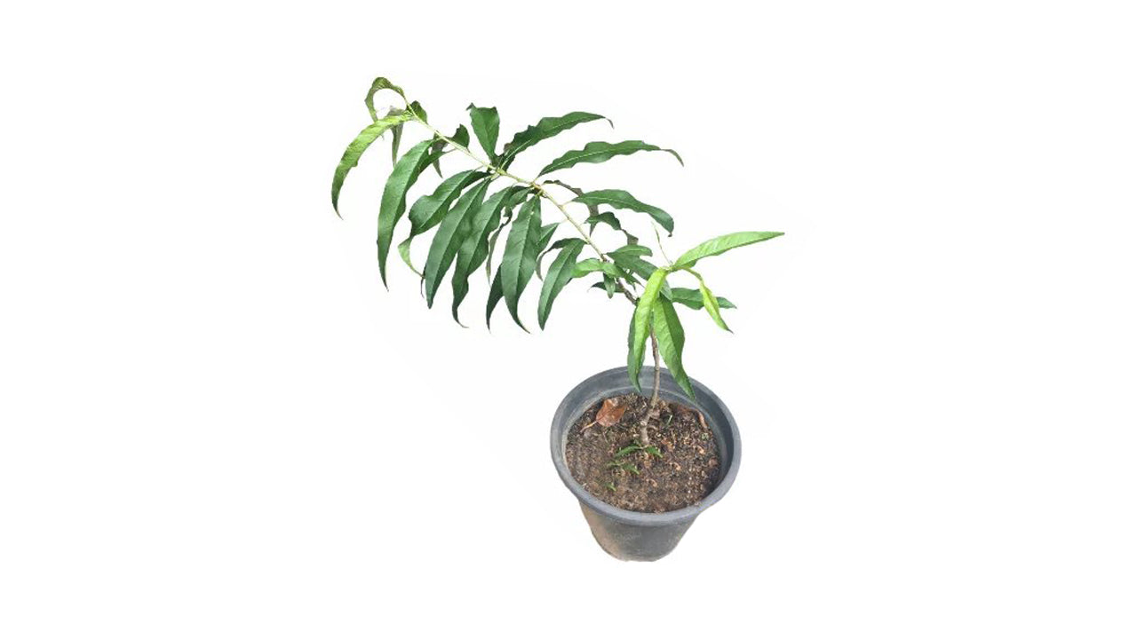 Lakpura Peach Layered Plant
